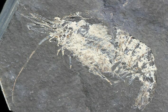 Carboniferous Shrimp-Like Crustacean (Tealliocaris) - Scotland #44409